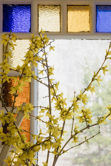 Yellow flowering branches in front of a window with colorful glass panes.